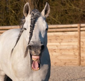 laughing horse